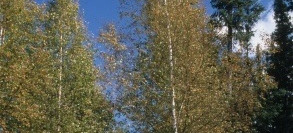 Берёза новоаляскская осенью