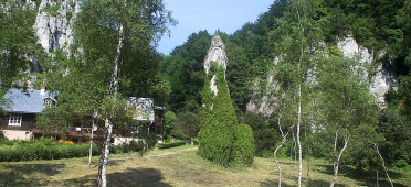Берёза ойковская летом