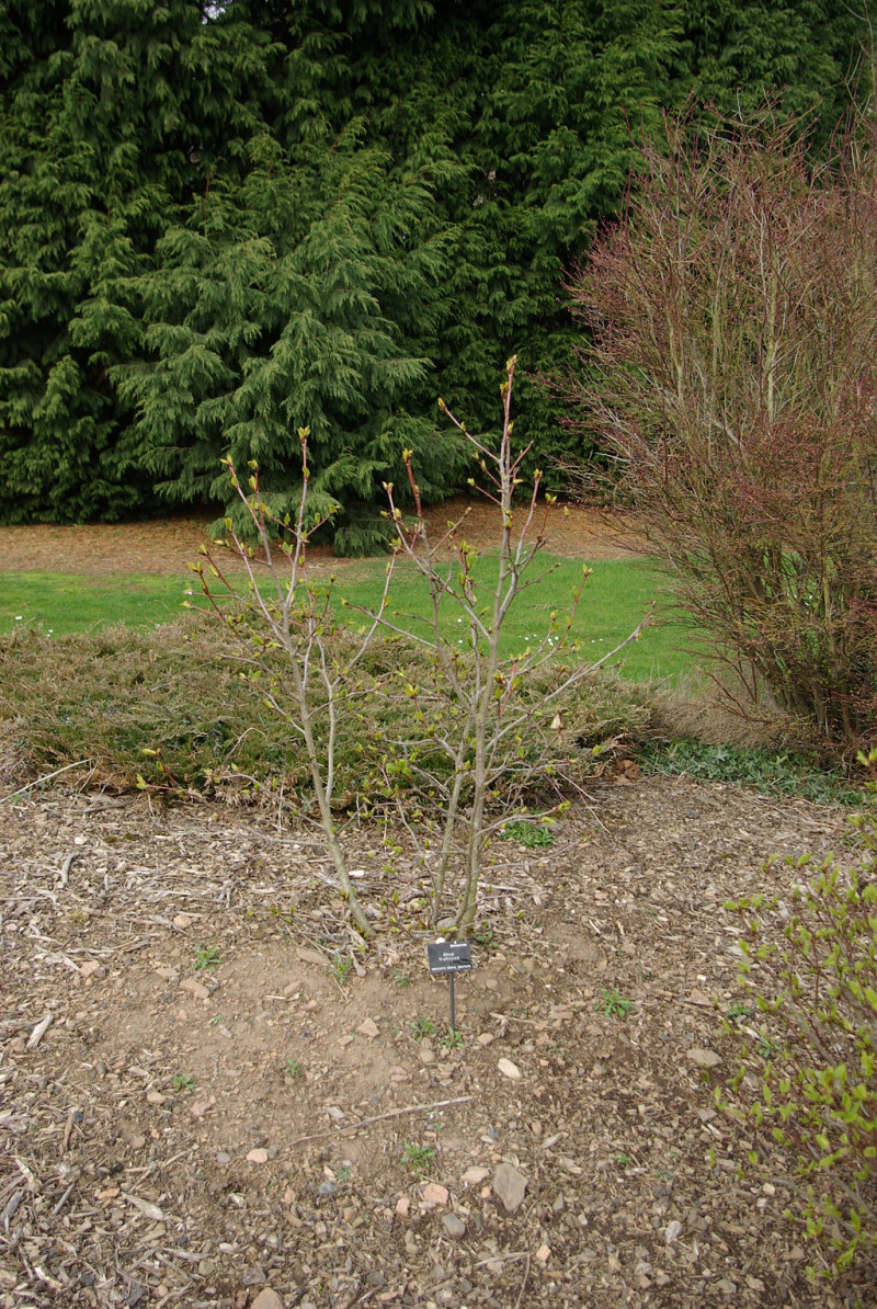 Alnus fruticosa