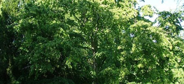 Общий вид дерева лещины древовидной