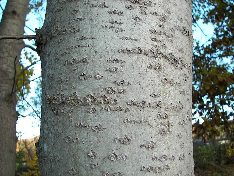 Кора осины