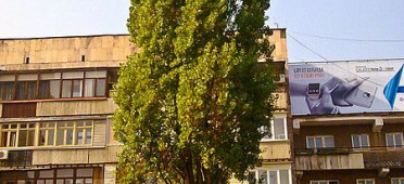 Тополь пирамидальный в Алма-Ате