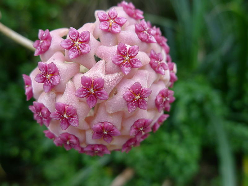 Hoya aldrichii