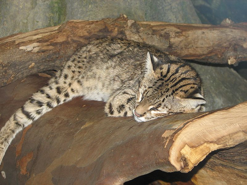 Кошка Жоффруа