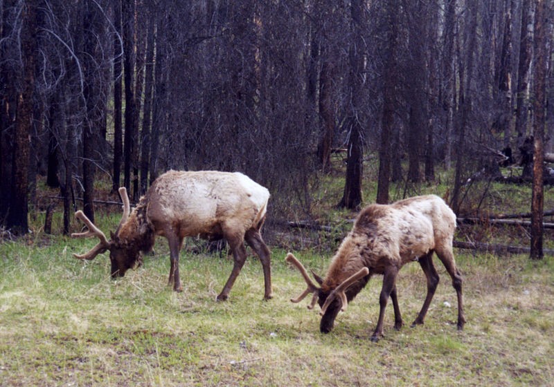 Лоси в Банфе