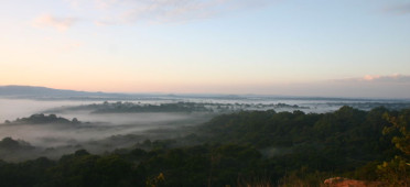 Лес в парке Какамега