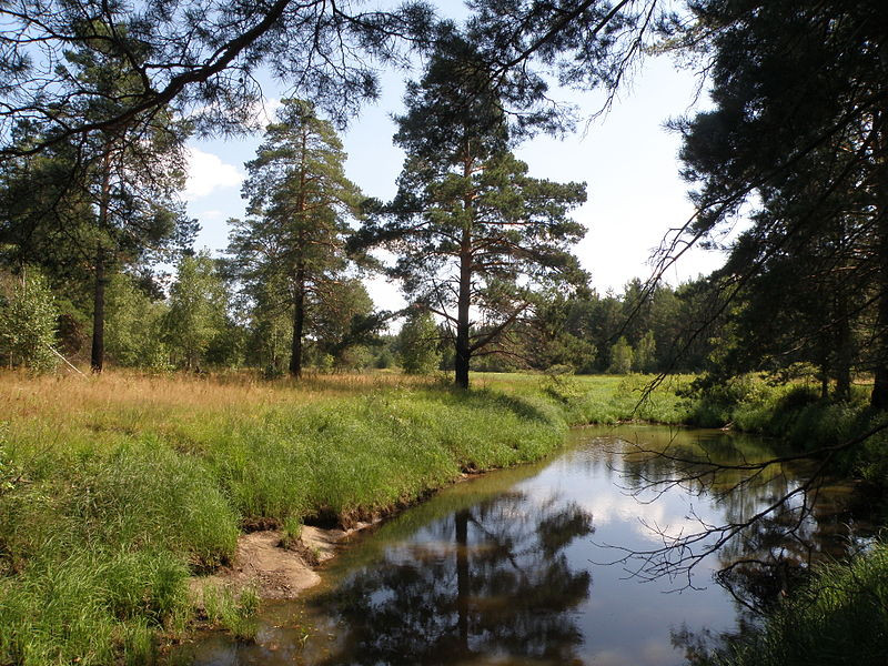 Река Бужа в парке Мещёра