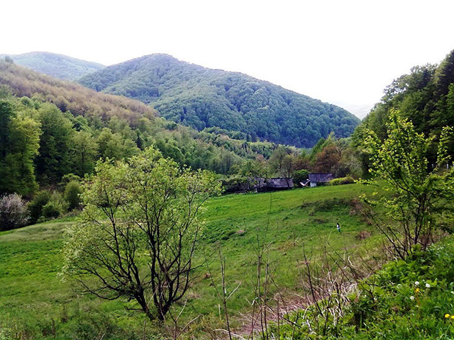 Выжницкий парк летом