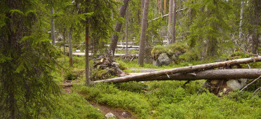 Парк Хамра