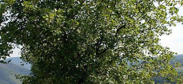 Клён трёхлопастный в области среднего течения Рейна возле Кауба