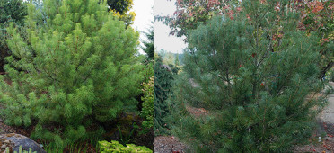 Cathaya argyrophylla 