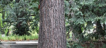 Дерево лиственница польская