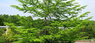 Лжелиственница в ботаническом саду Tower Hill Botanic Garden