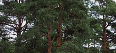 Сосна обыкновенная на берегу реки Славянки вблизи поселка Динамо