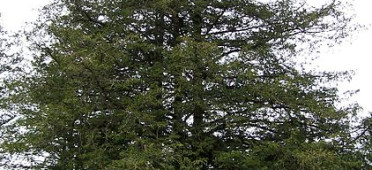 Дерево Кипарисовик горохоплодный