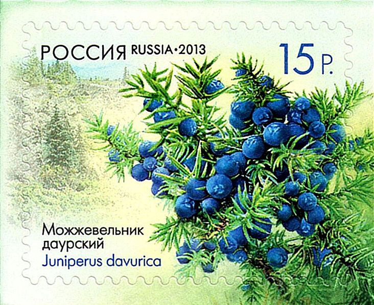 Можжевельник даурский на марке