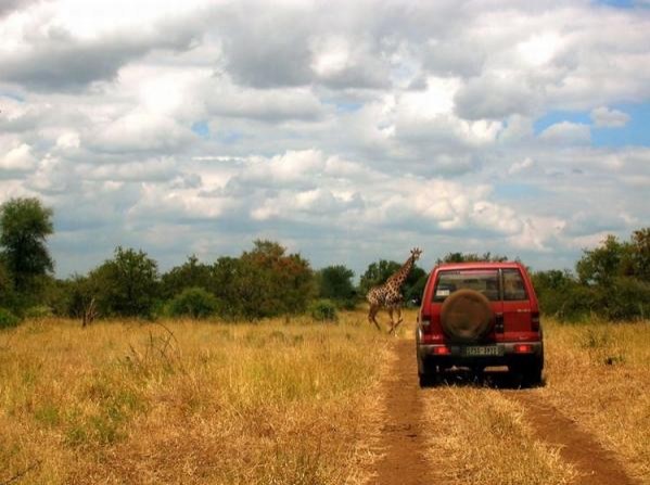 Жираф в заповеднике Крюгер-ту-Кэньонс