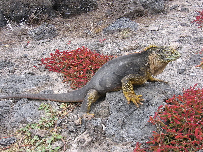 Галапагосский конолоф (Conolophus subcristatus)