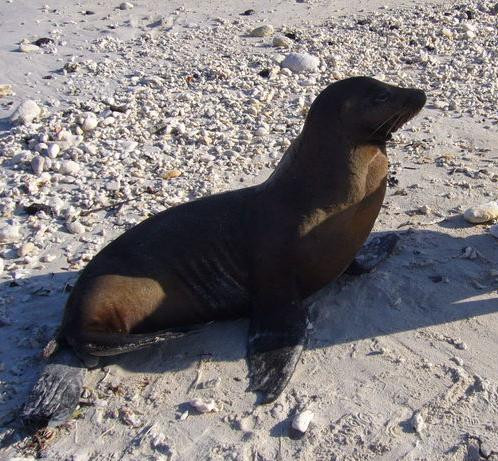 Морской лев (Zalophus californianus) на Галапагосских островах
