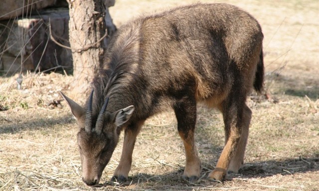 Амурский горал