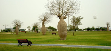 Парк в Катаре