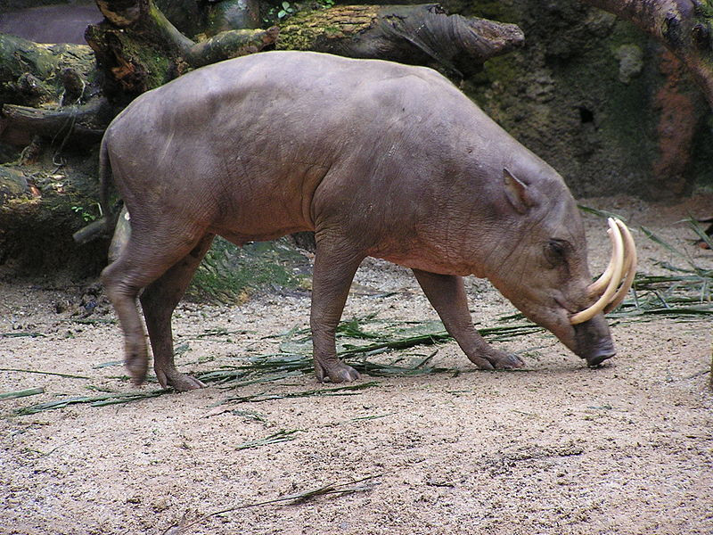 Бабирусса North Sulawesi babirusa