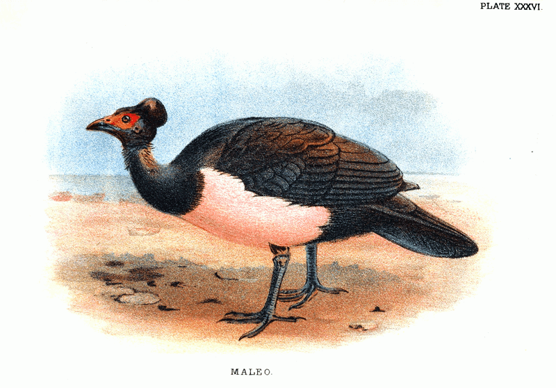 Сорные куры Maleo fowl - эндемики Сулавеси
