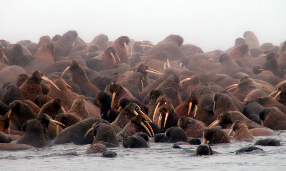 Лежбище моржей на острове Врангеля